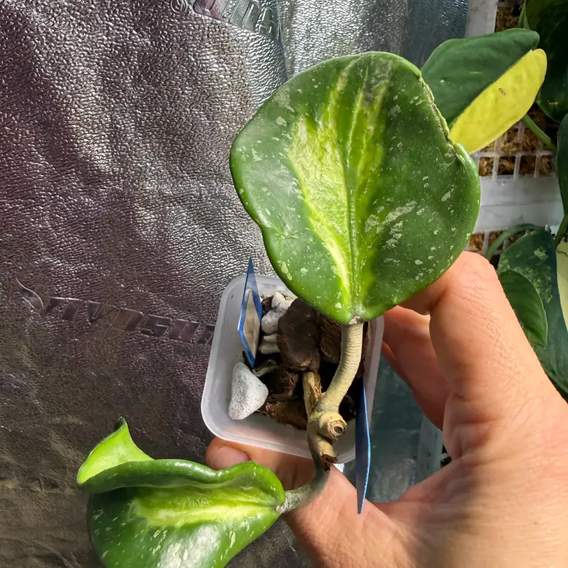 #91 H. obovata (inner var, splash)