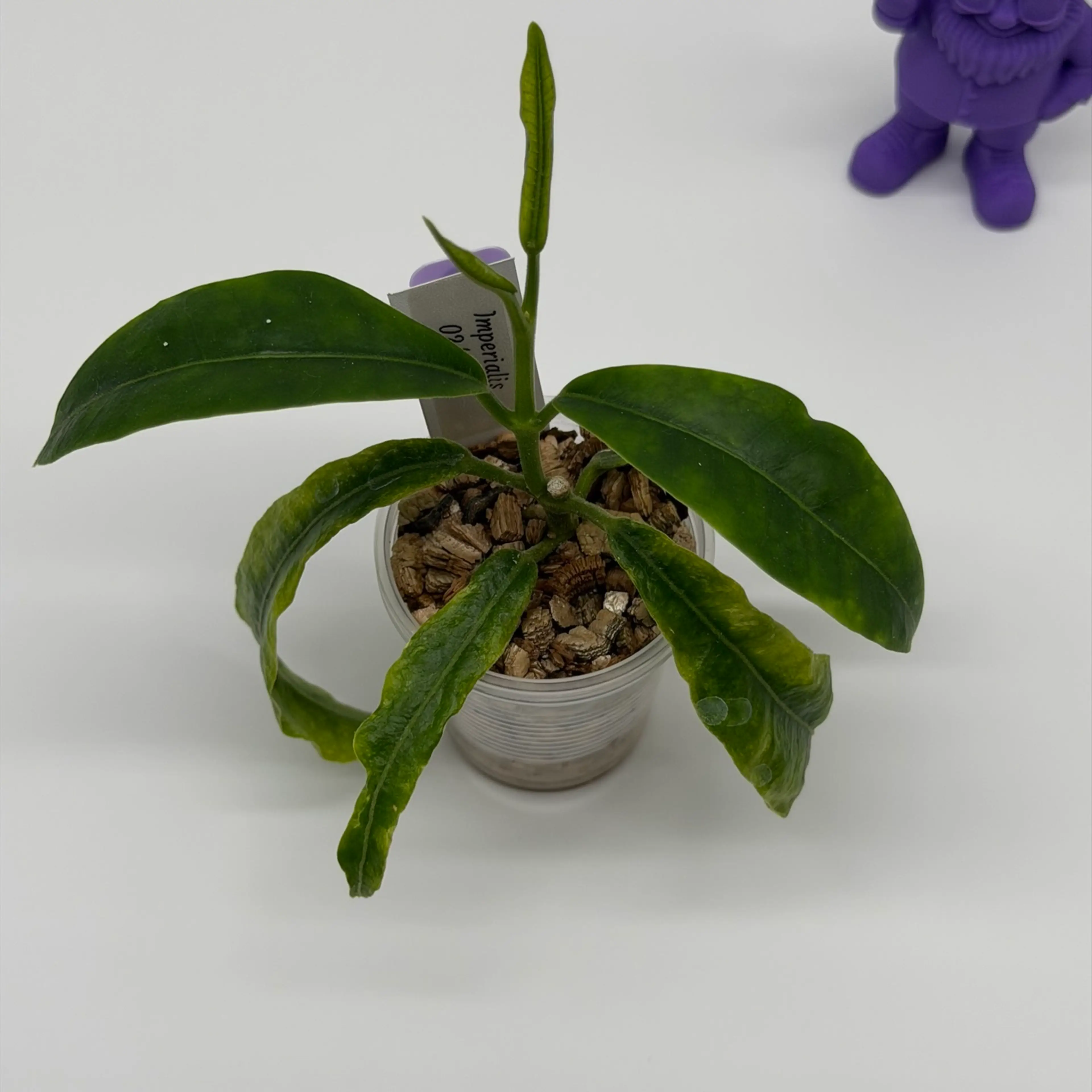 Image 2 of 2