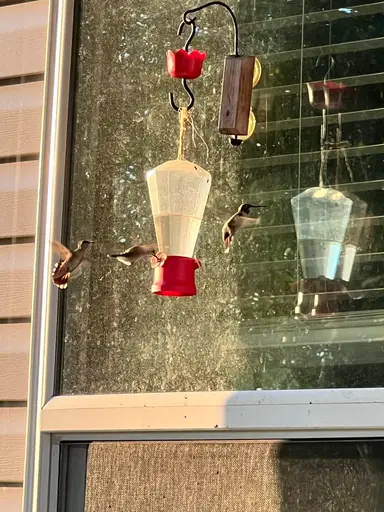 Come Watch The Hummingbirds 