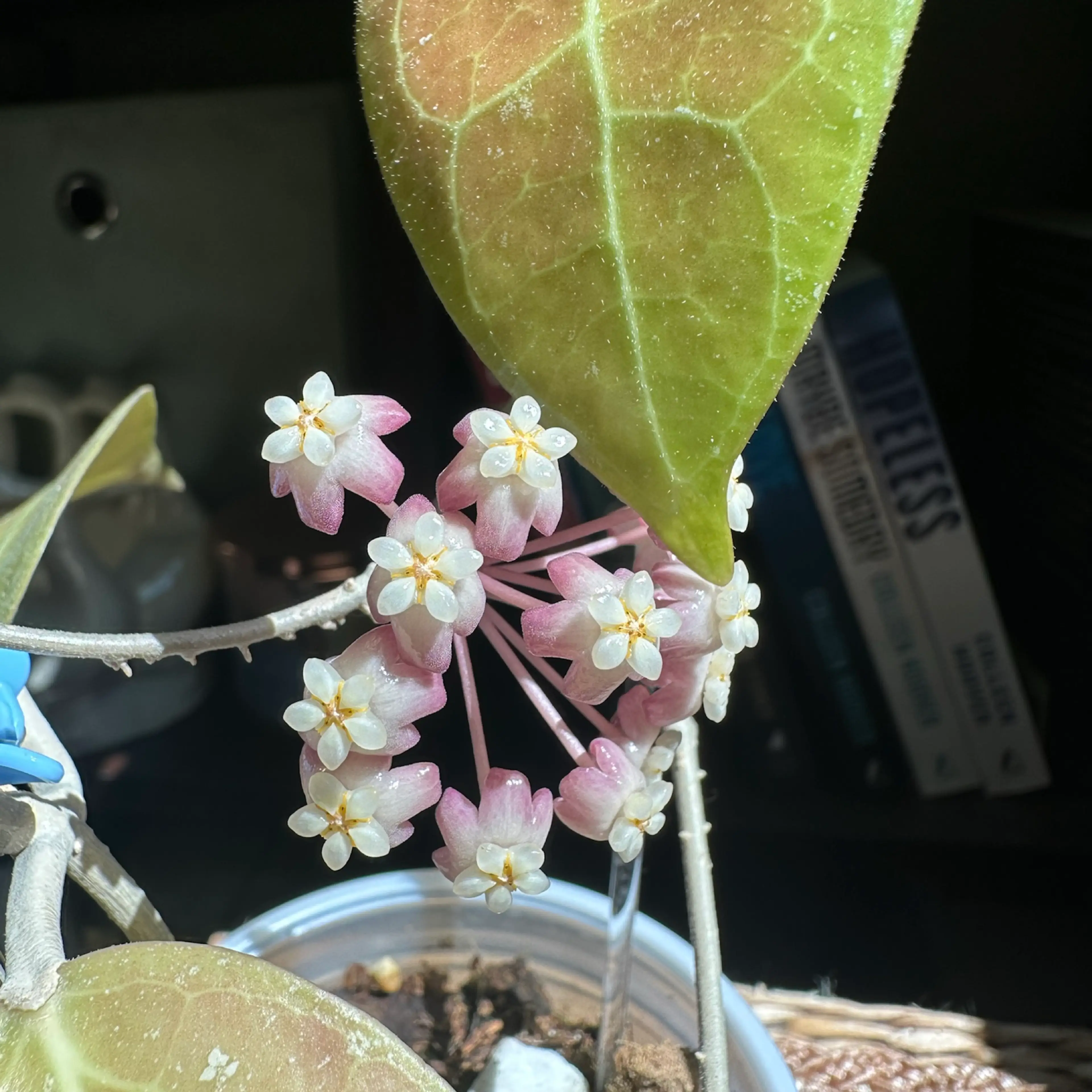 Image 4 of 4