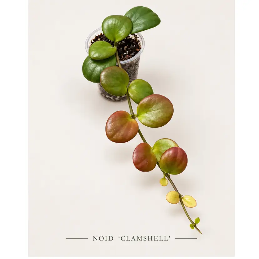 A.      NOID CLAMSHELL
