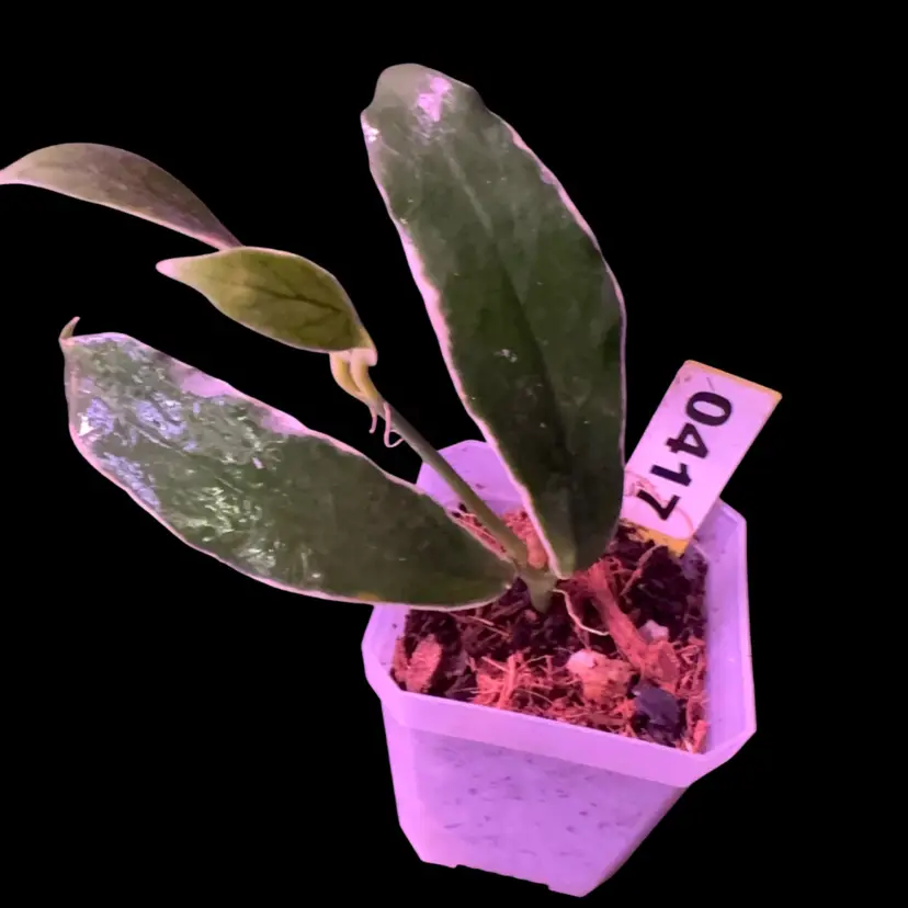 417 Hoya lobbii (outer variegated)