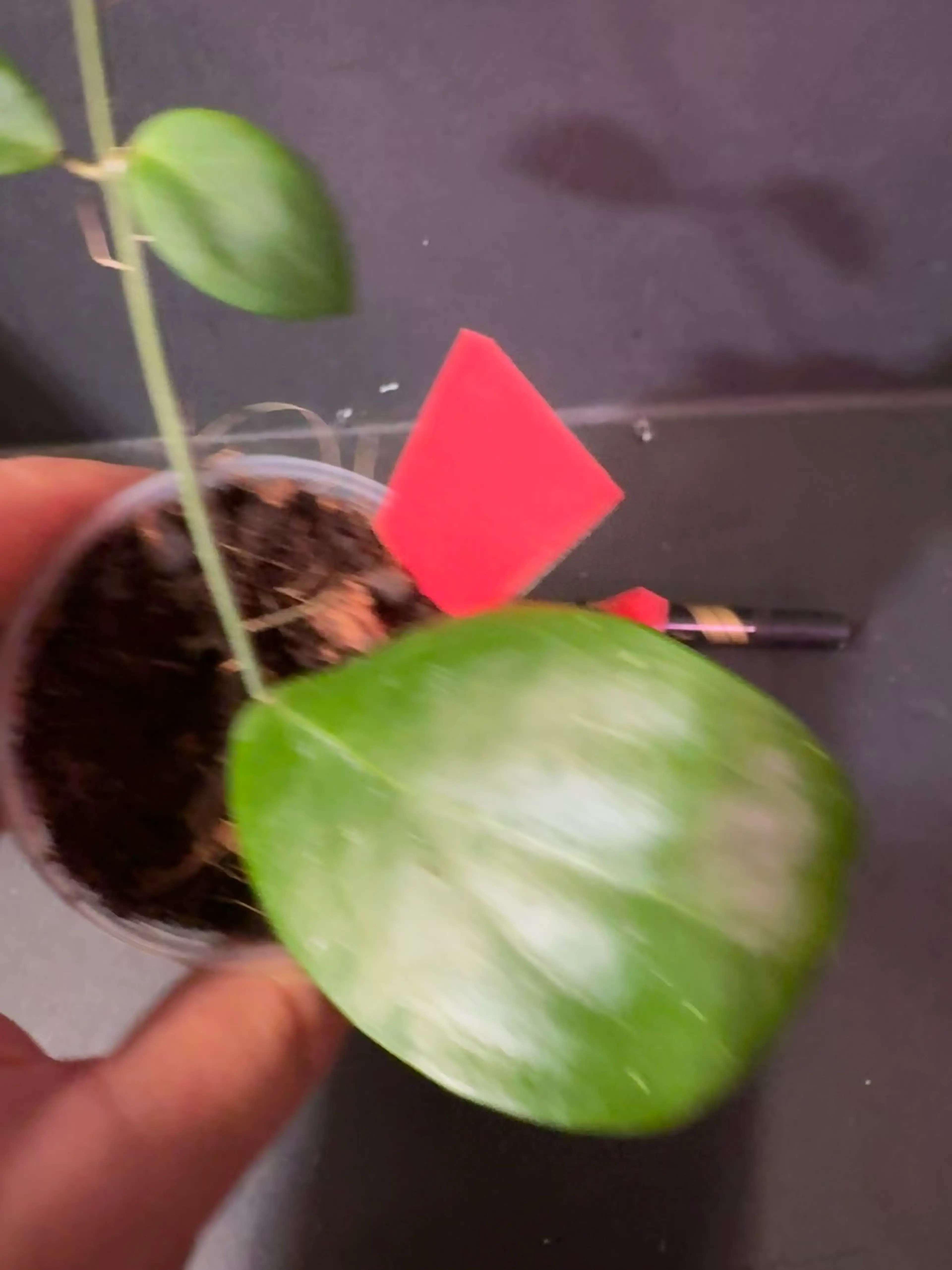 Video 2 of 2