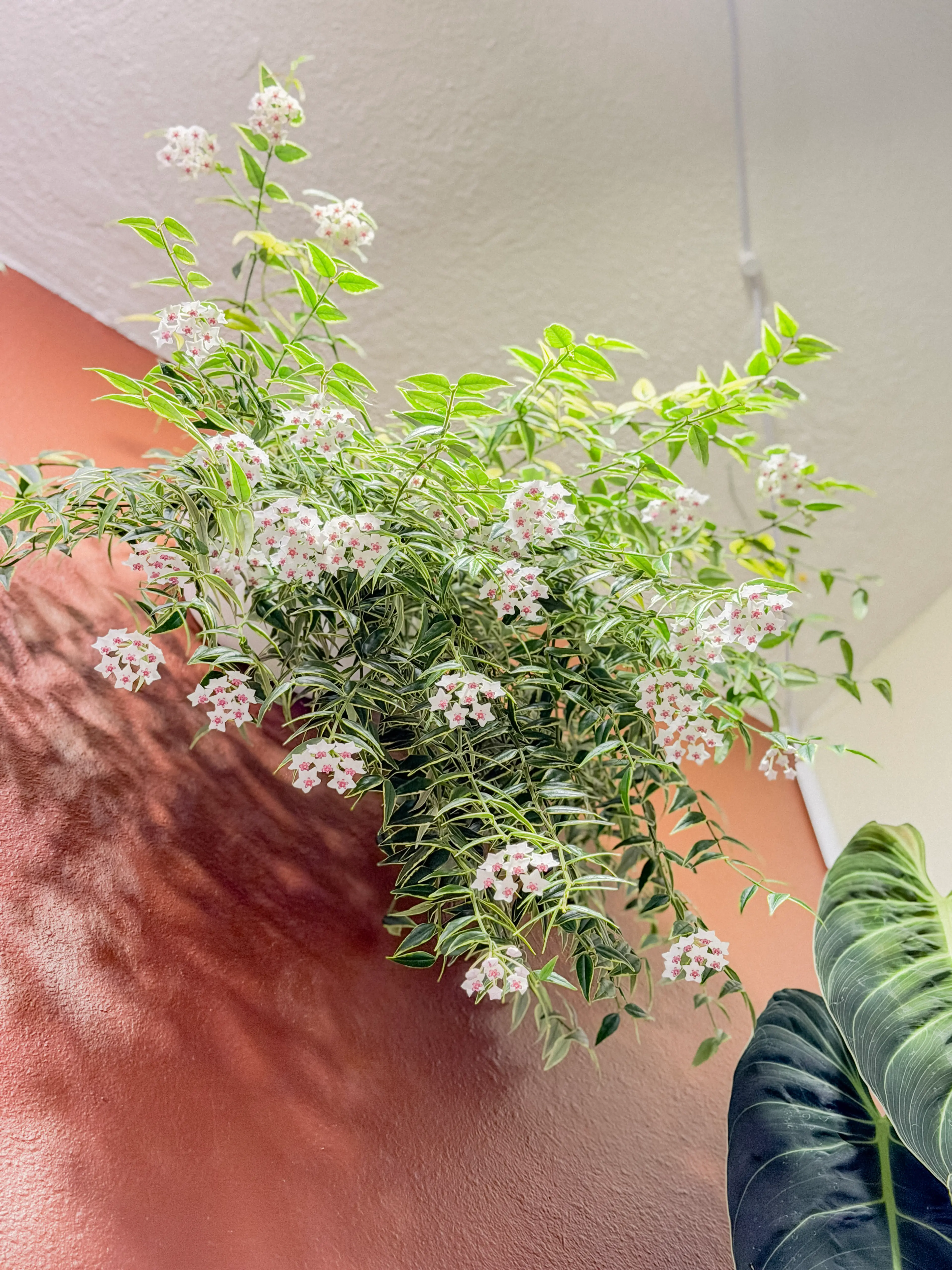 Plant community event