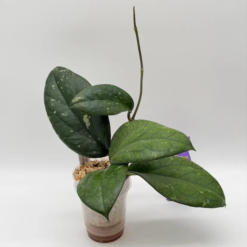 B53 'Areya'