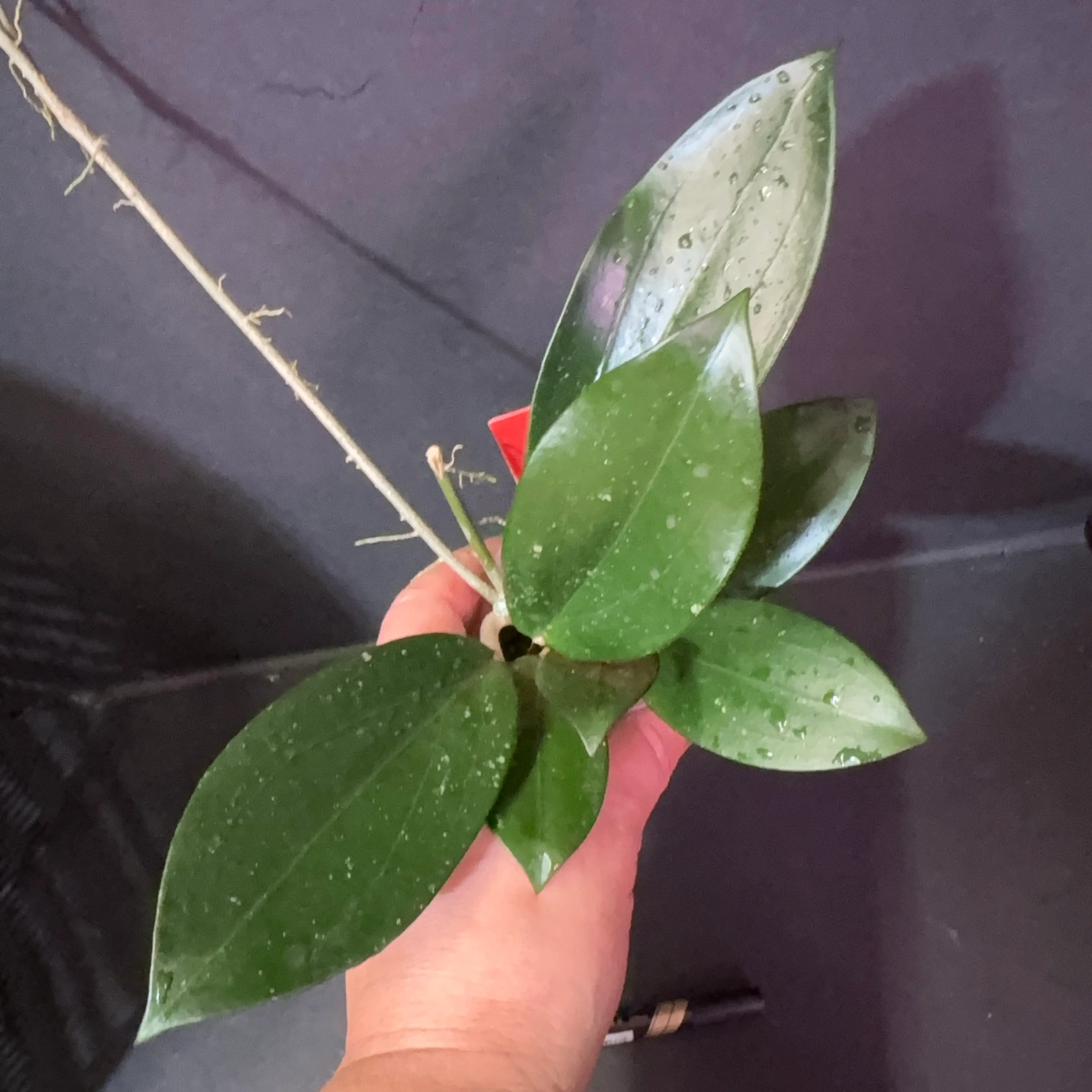 Image 2 of 2