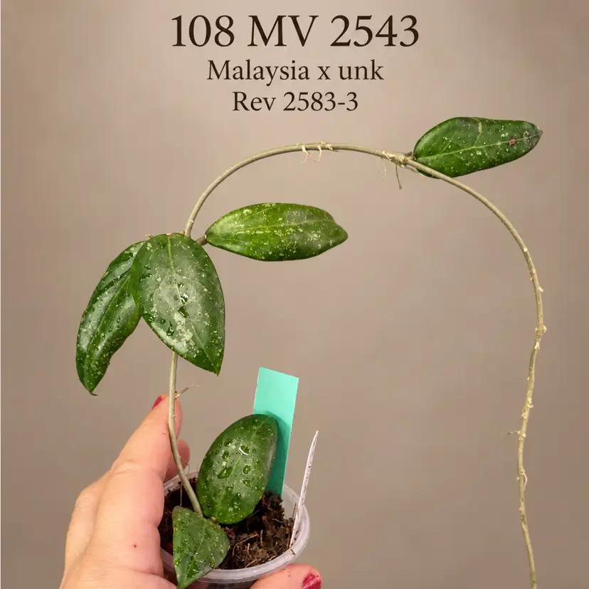 108 MV 2543 
Malaysia × unknown