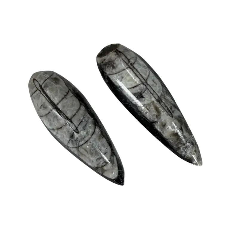 Set of 2 Polished Orthoceras Fossils – Black & White Fossil Stone Specimens