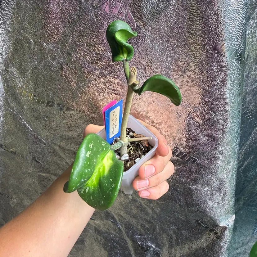 #131 H. obovata (inner var, splash)