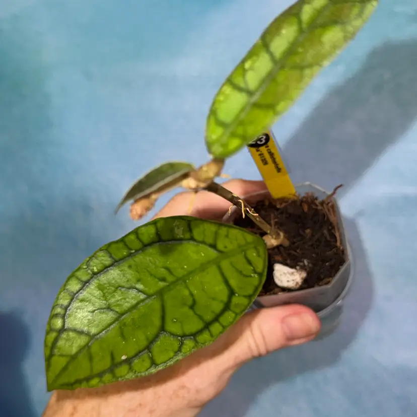 23 Hoya callistophylla ‘Vena’