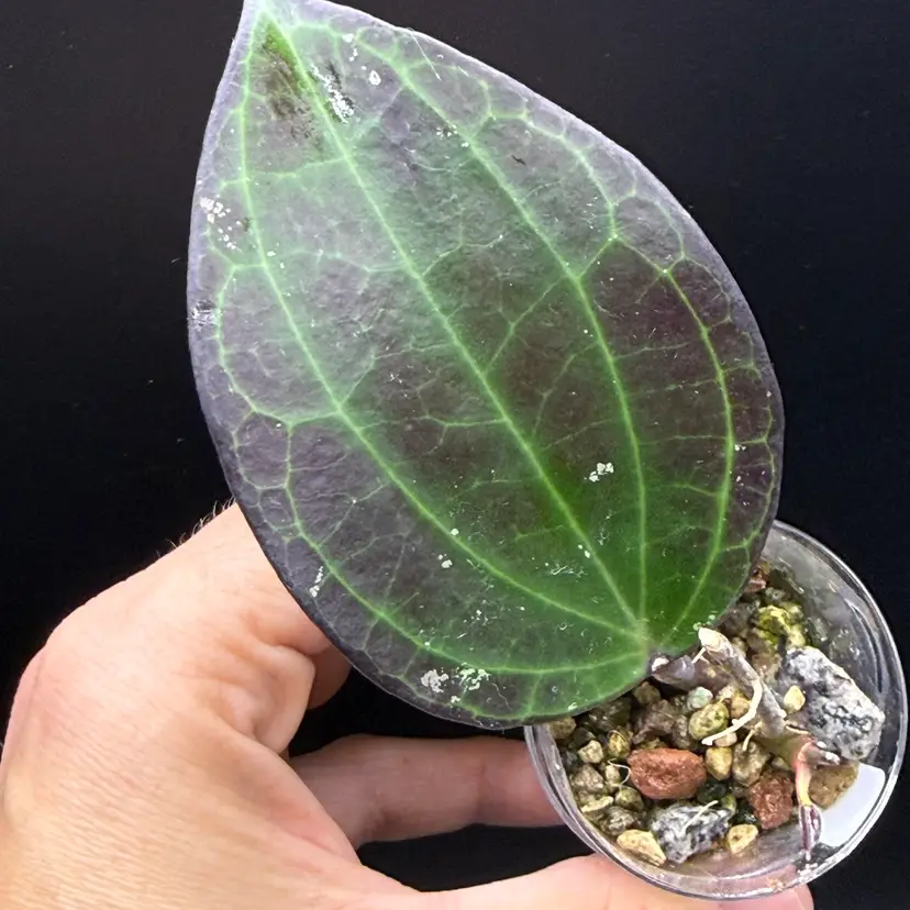 H. latifolia (textured vein, UPT009)