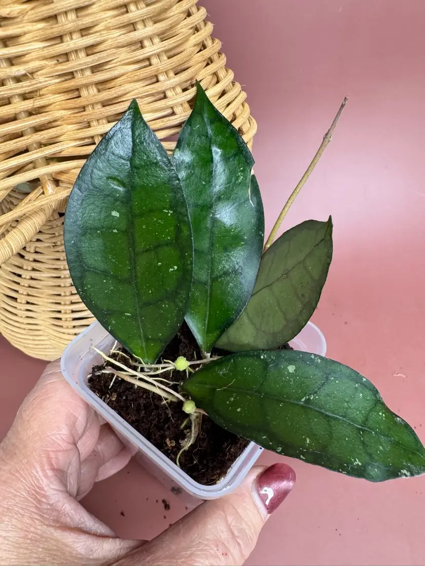 74 ‘Sinag’ GTX-064 (elliptica (Thialand) x Gunung Gading) Rare Garden Blooms 4 cuttings rooted