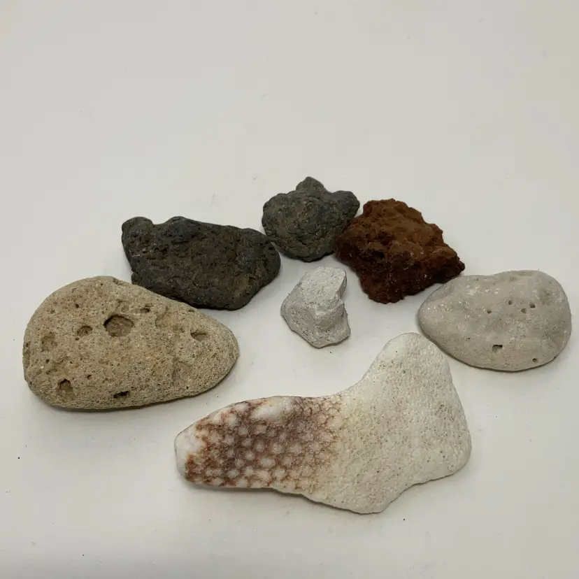 7 Pc Variety Of Coral, Fossils And More!
