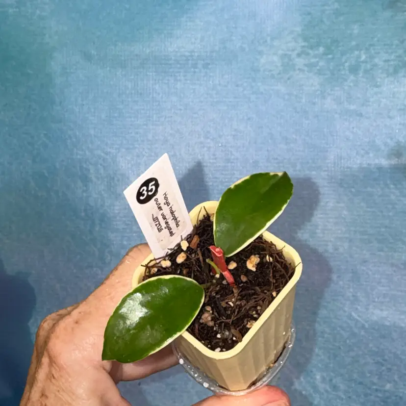 35 Hoya halophila outer variegated