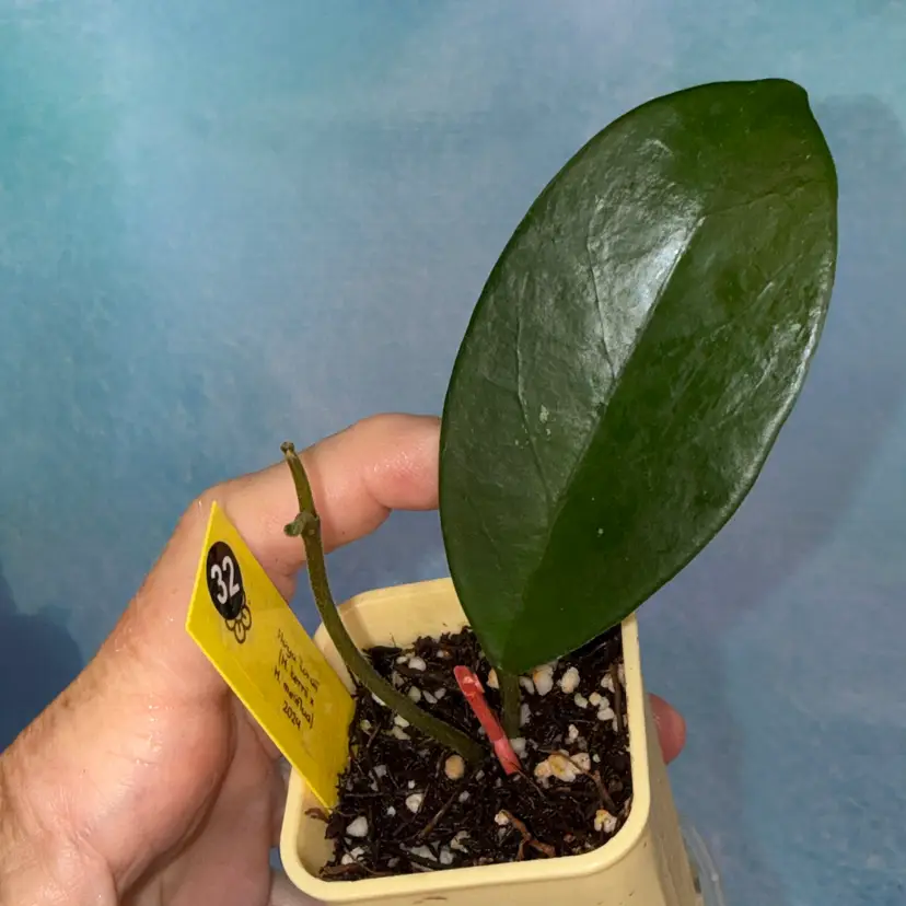 32 Hoya ‘Loraii’ (H. kerrii x H. meliflua, Rowena Ditchon hybrid)