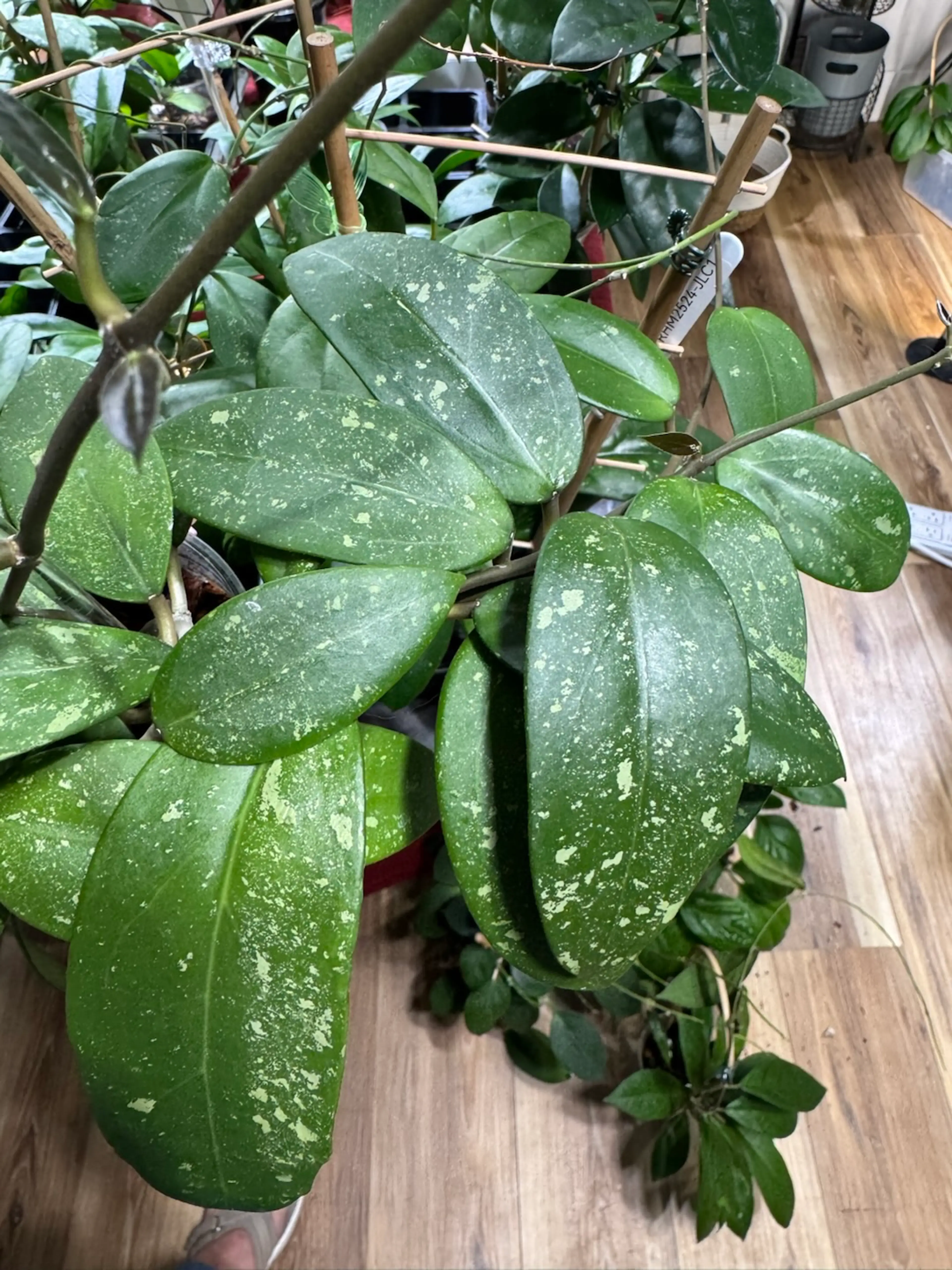 Image 4 of 8