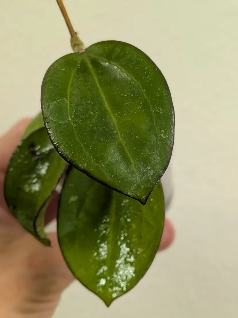 Hoya sp. dalat
