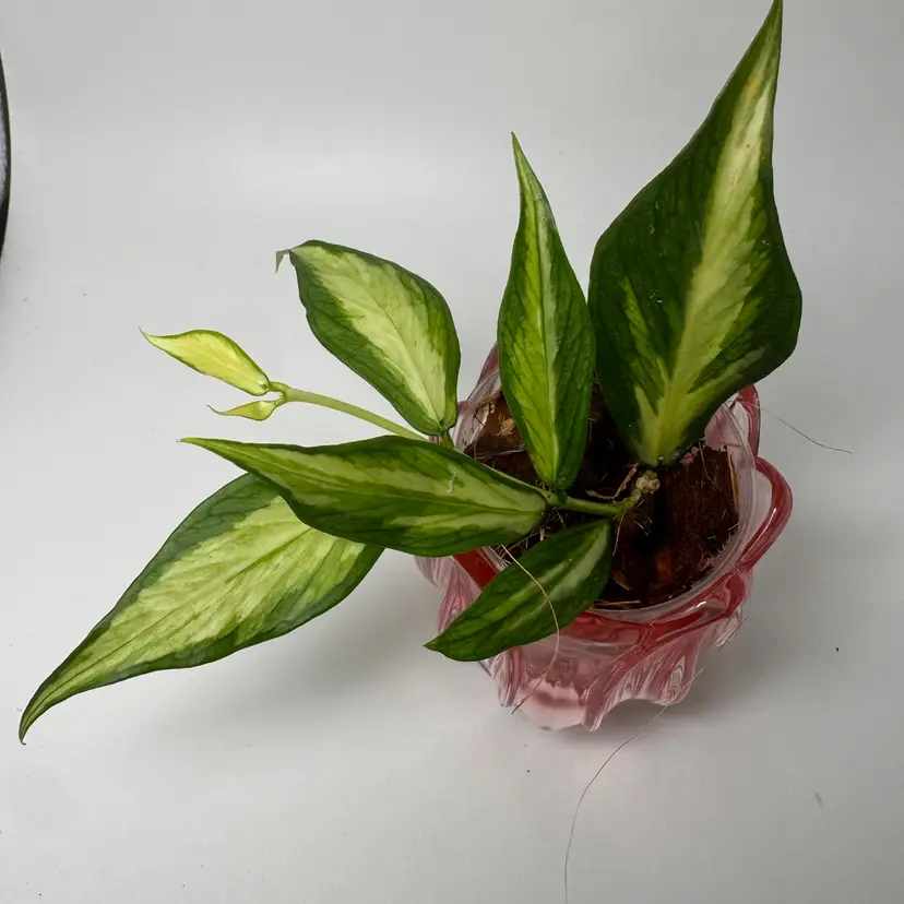 H. polyneura Inner Variegated