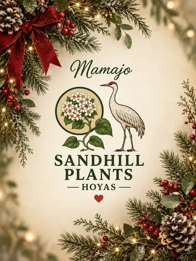 Hoya  🎅🏼 Sale
