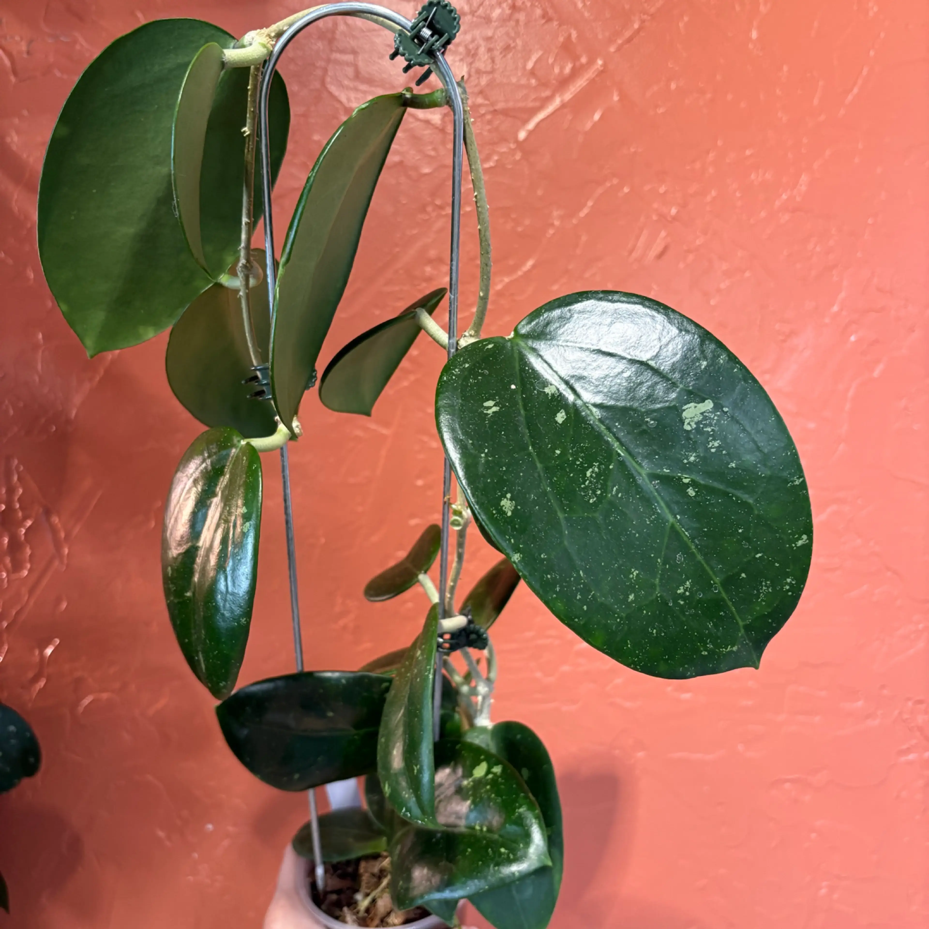 Image 3 of 4