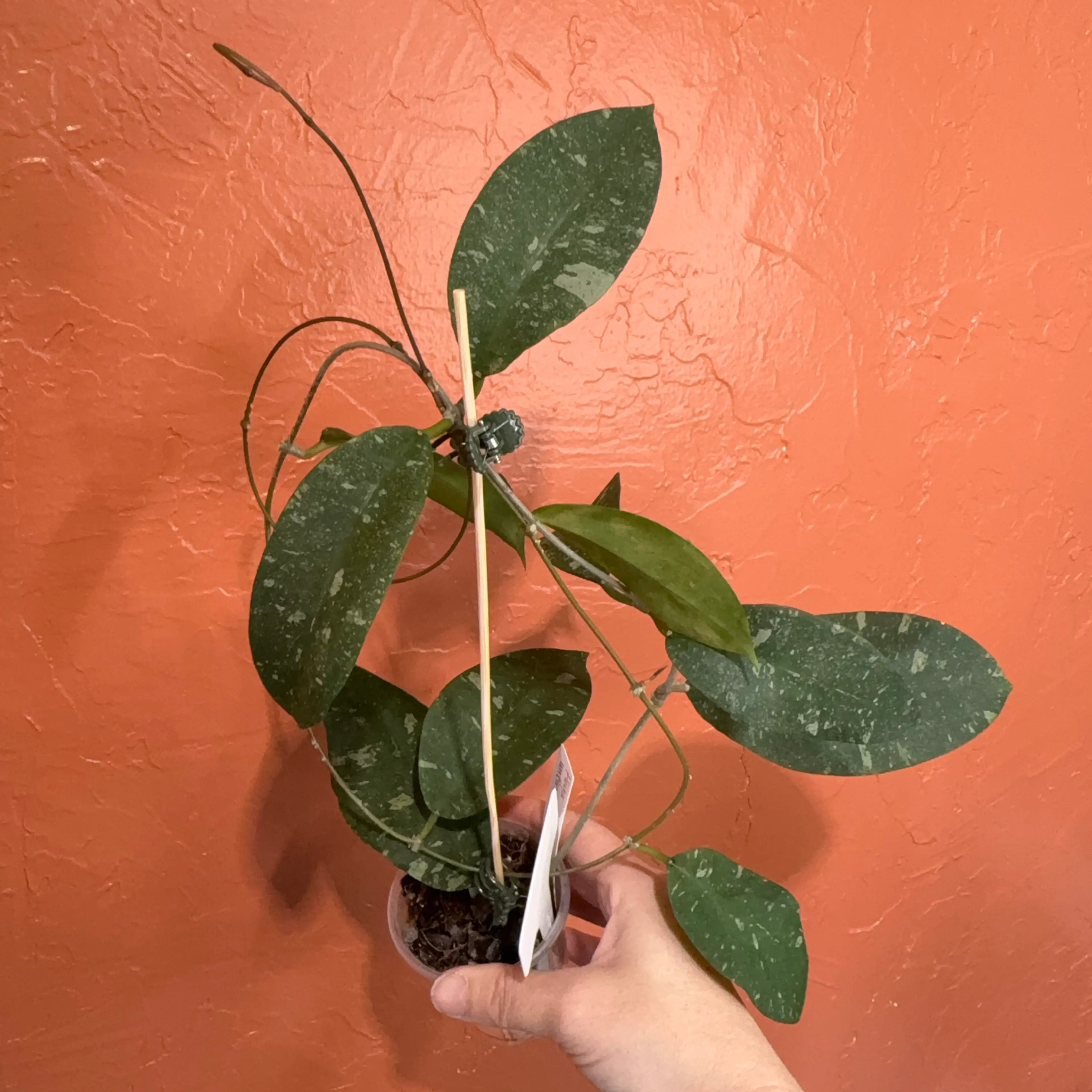Image 3 of 4