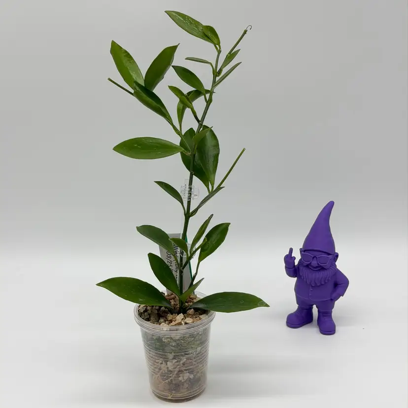G12 Collina (long leaf)