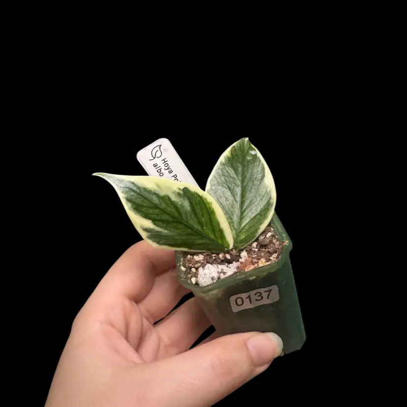 0137 Hoya Polyneura albo