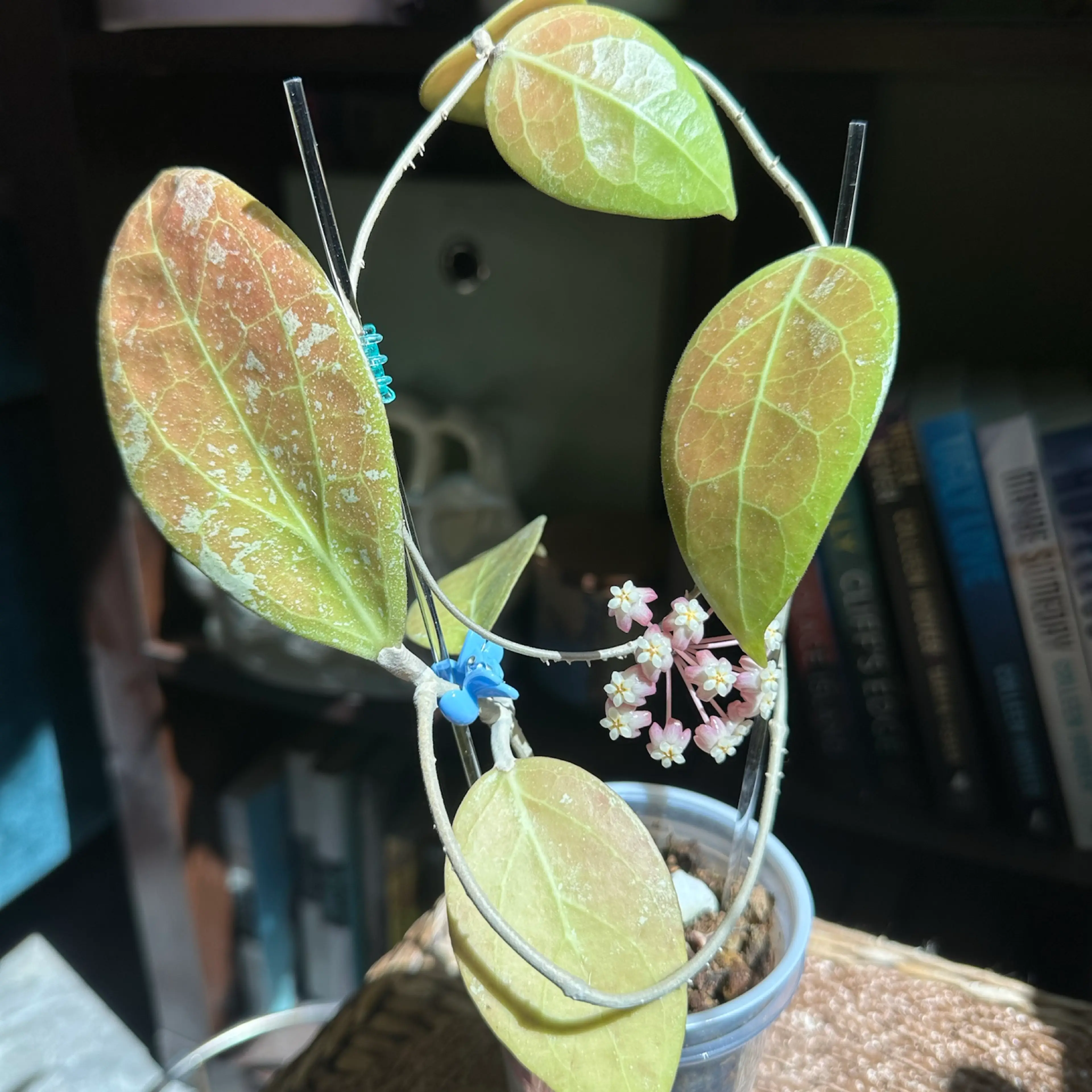 Image 3 of 4
