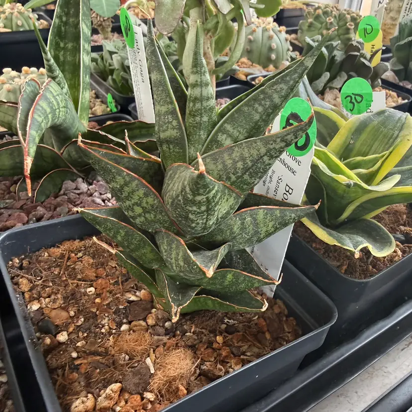 Sanseveria Borneo