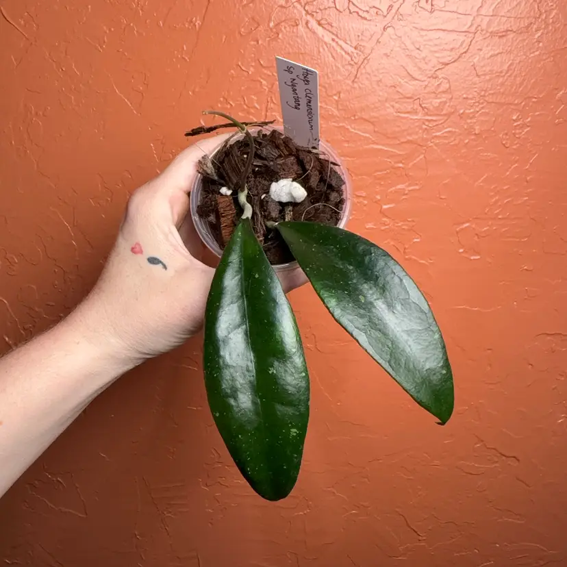 Hoya clemensiorum sp Ngantang (Grower's Choice)