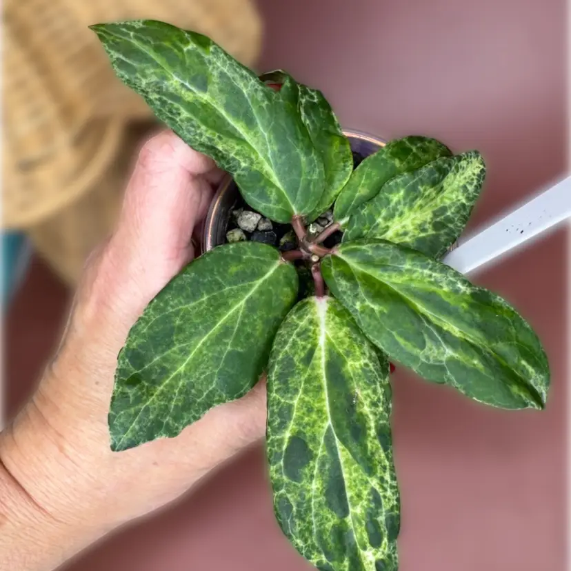 Swiffers Nightmare