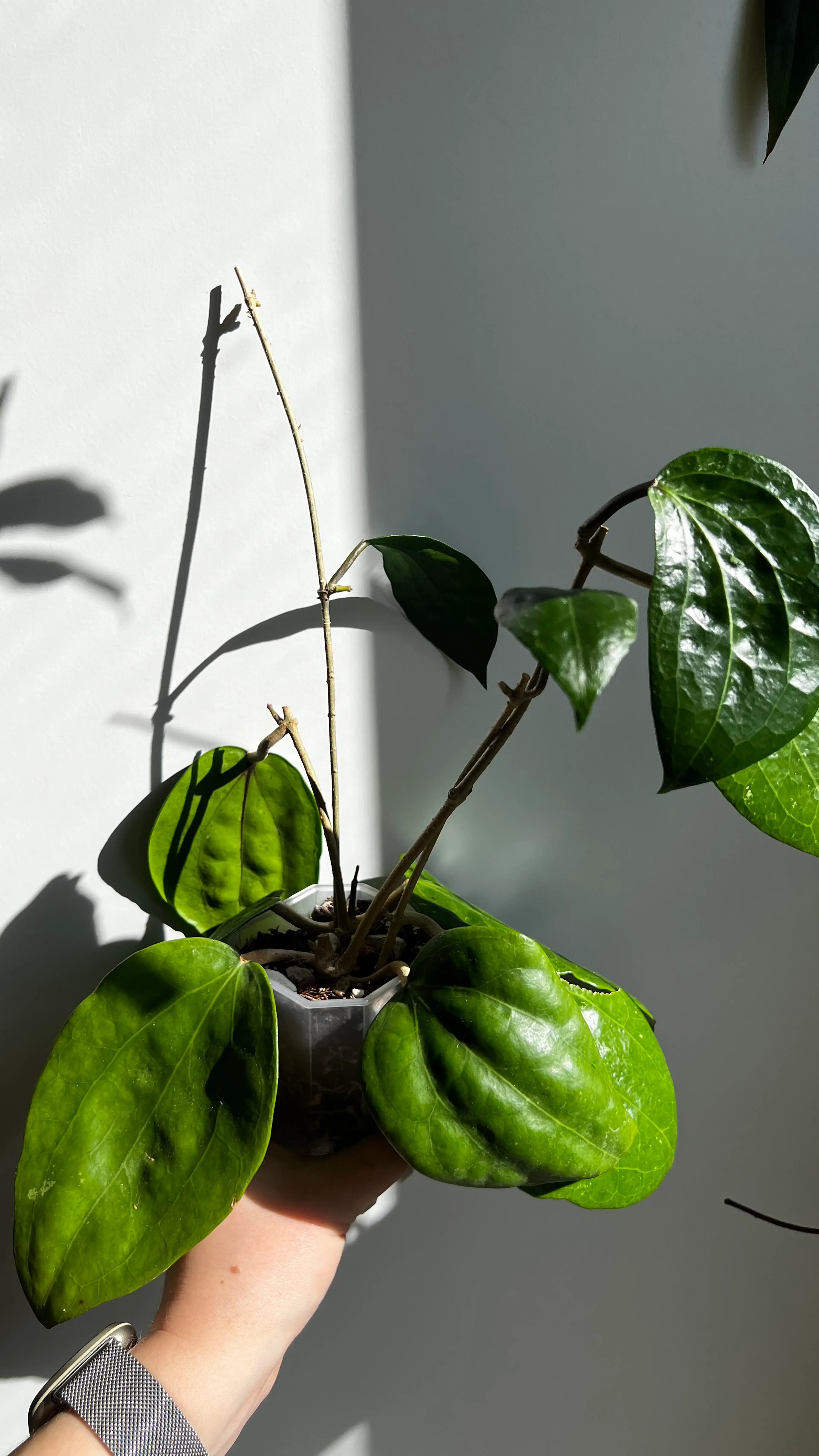 Image 2 of 4