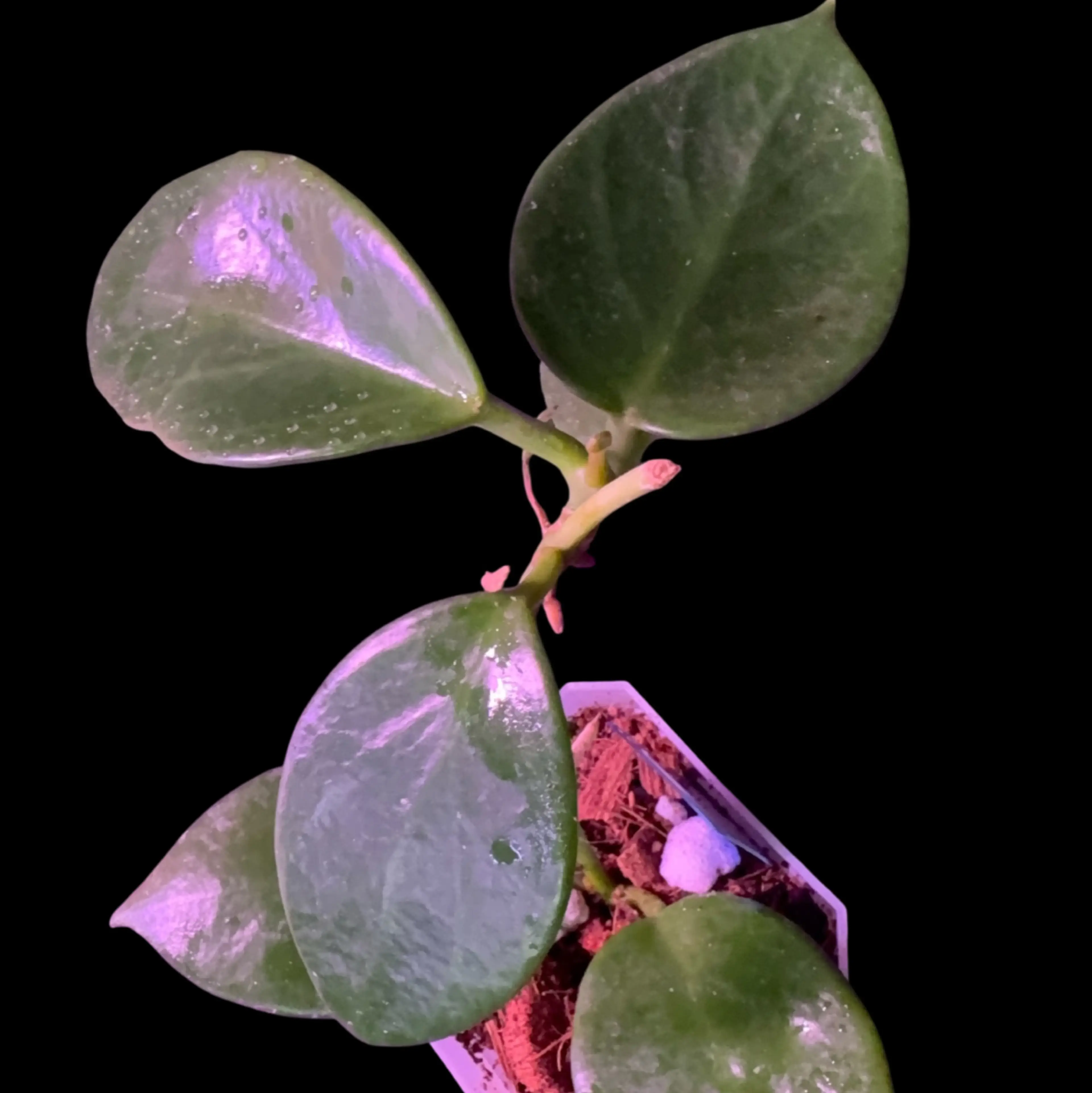 Image 2 of 2