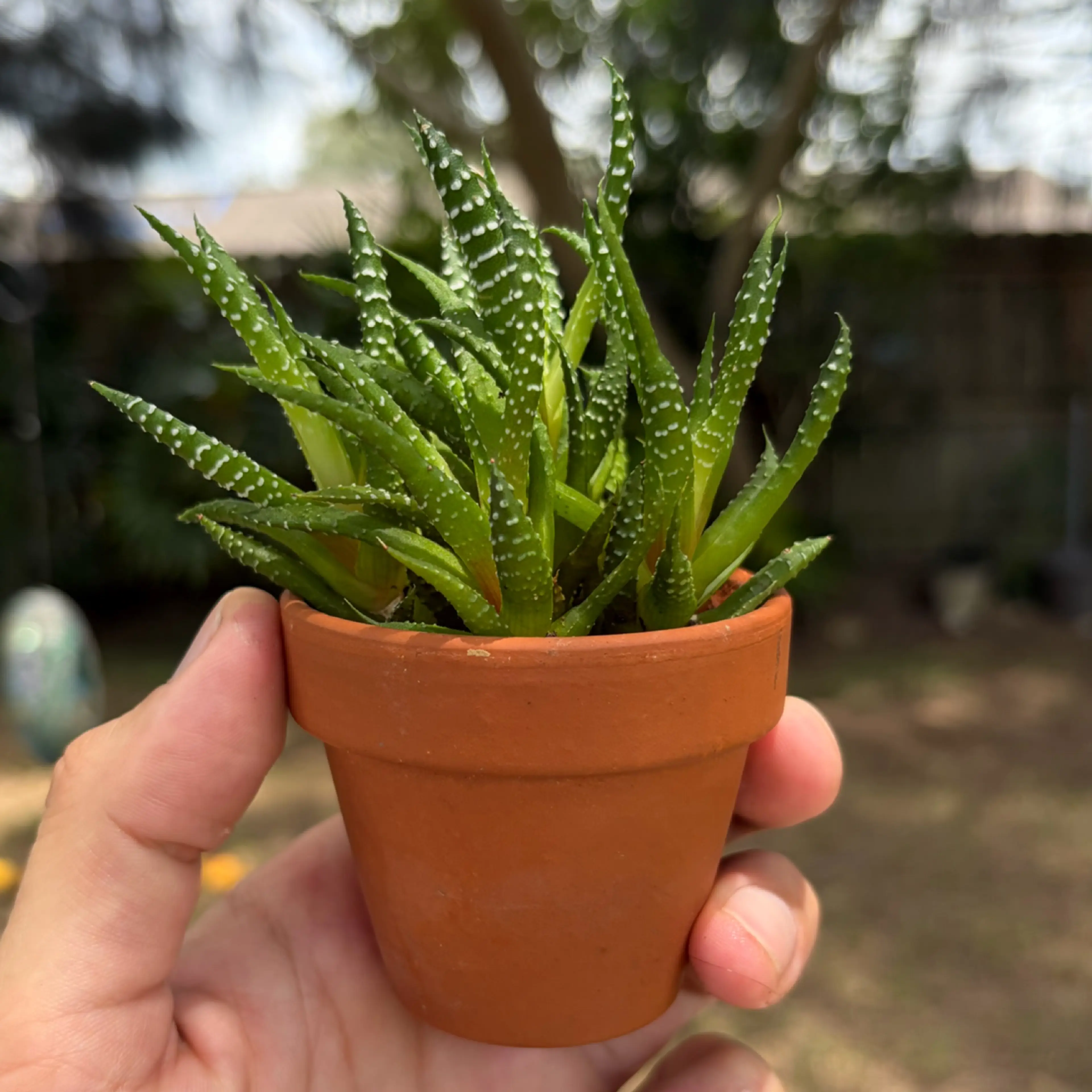 Image 1 of 2