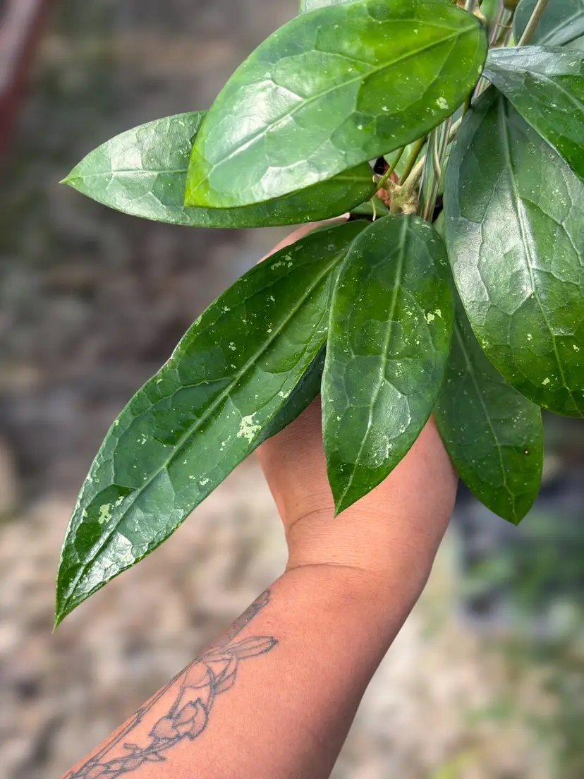 PS0094 - Hoya clemensiorum (OP)