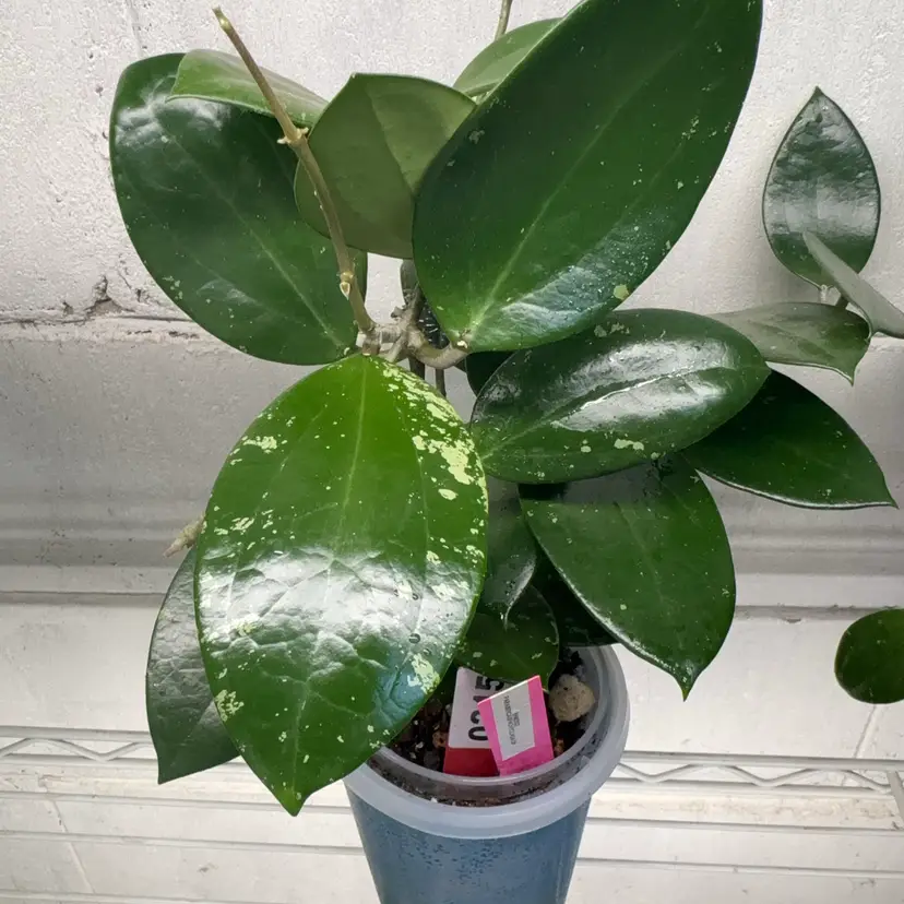 RHM 2532 parasitica x pachyclada x unk