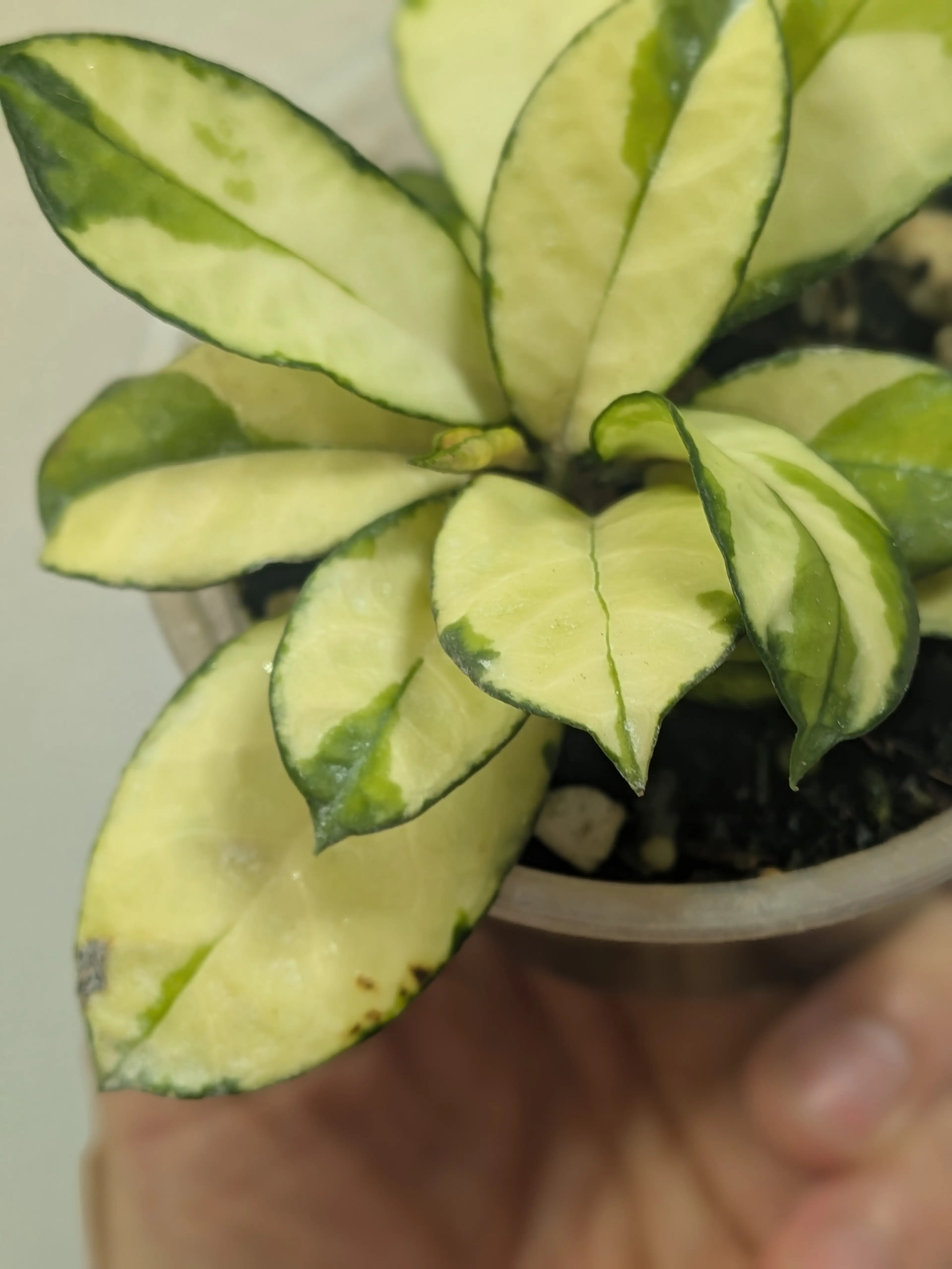Image 4 of 6