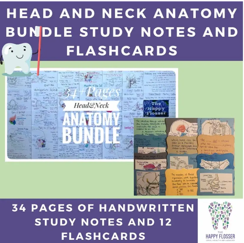 Head and Neck Anatomy Study Notes Bundle with Flashcards
