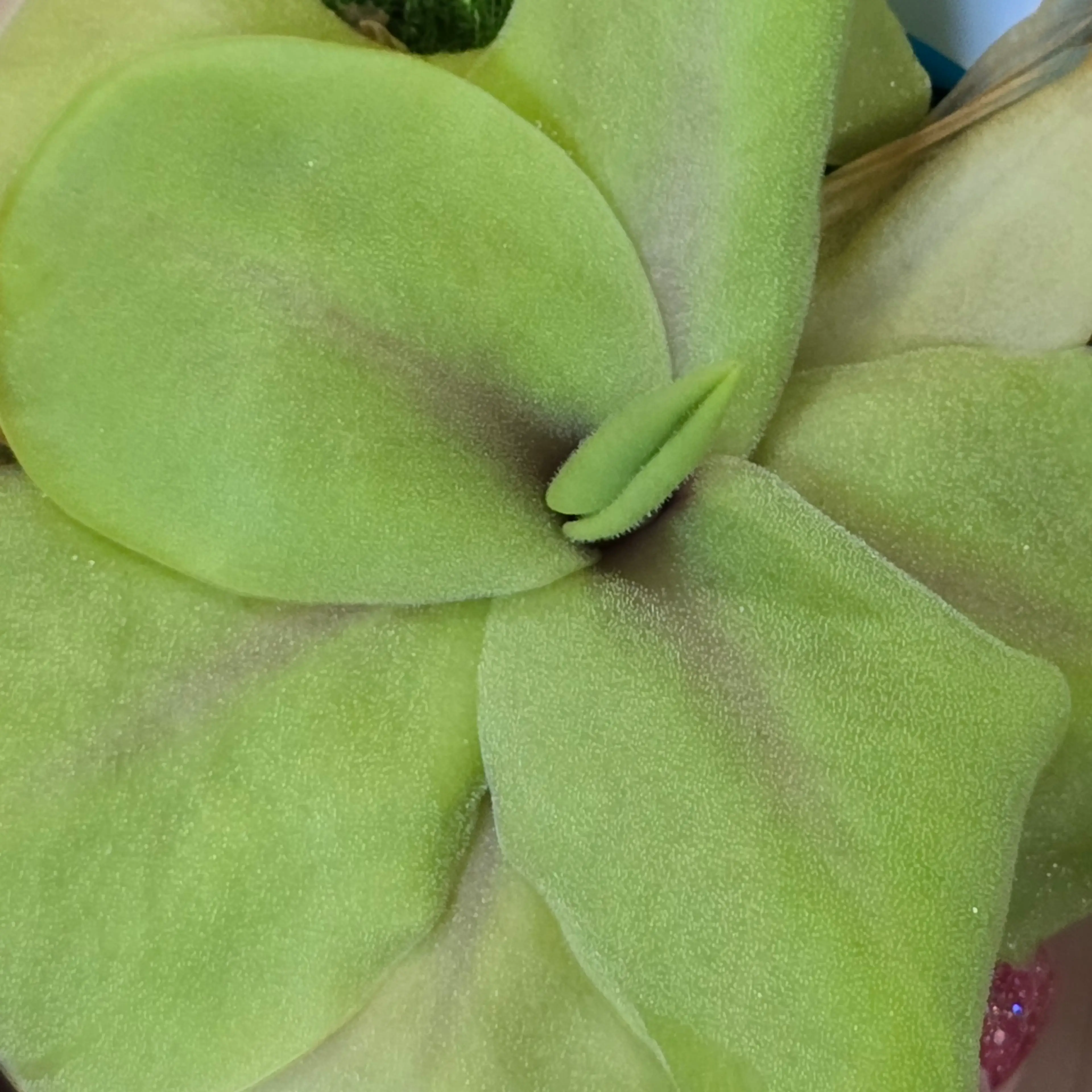 Image 5 of 5