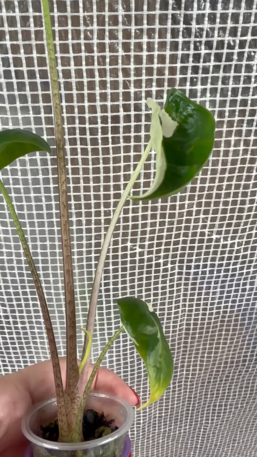 White Lava Mutation Longiloba Pup