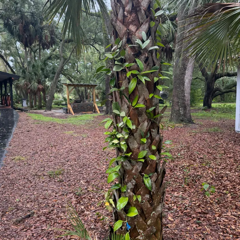 Hoya seeds