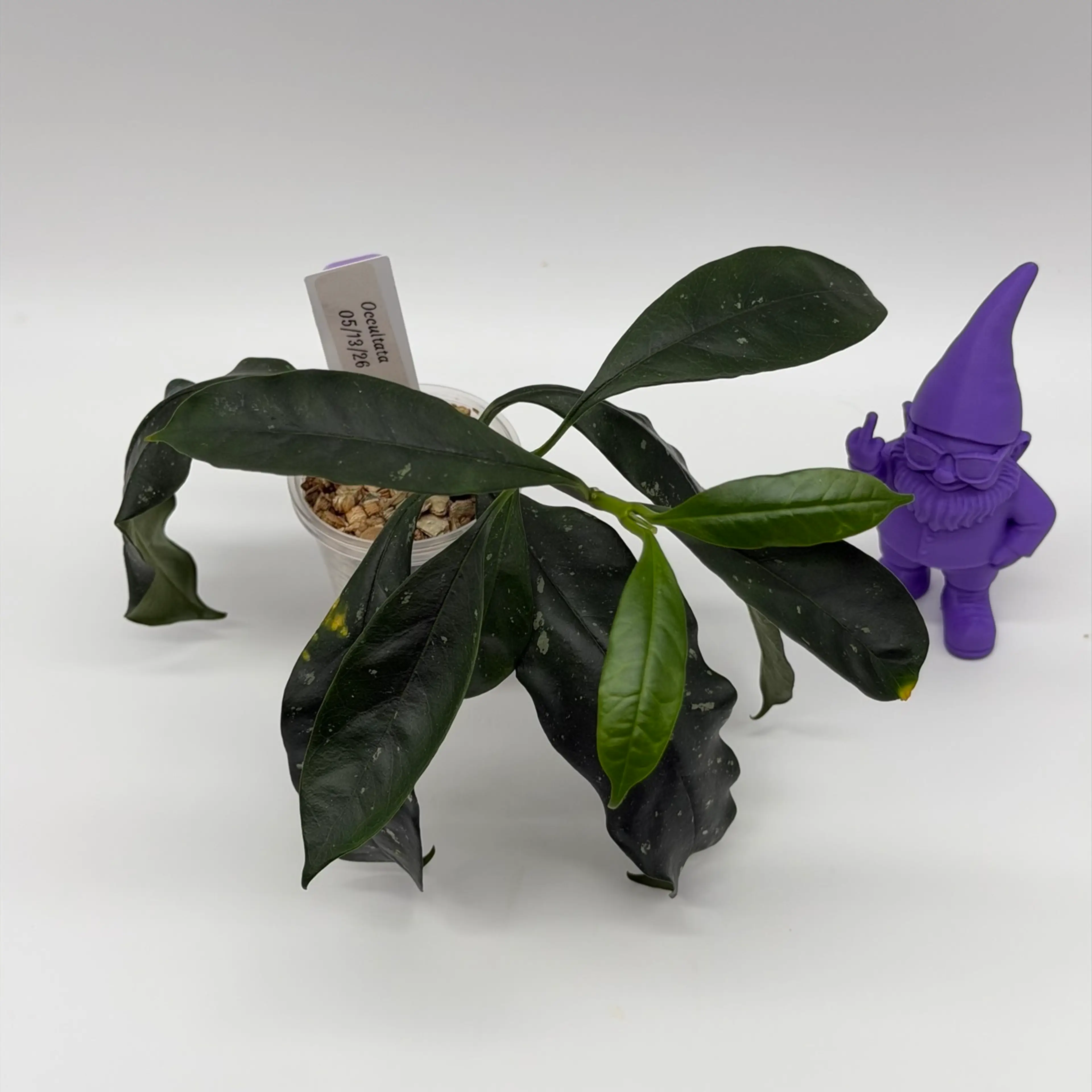 Image 2 of 3