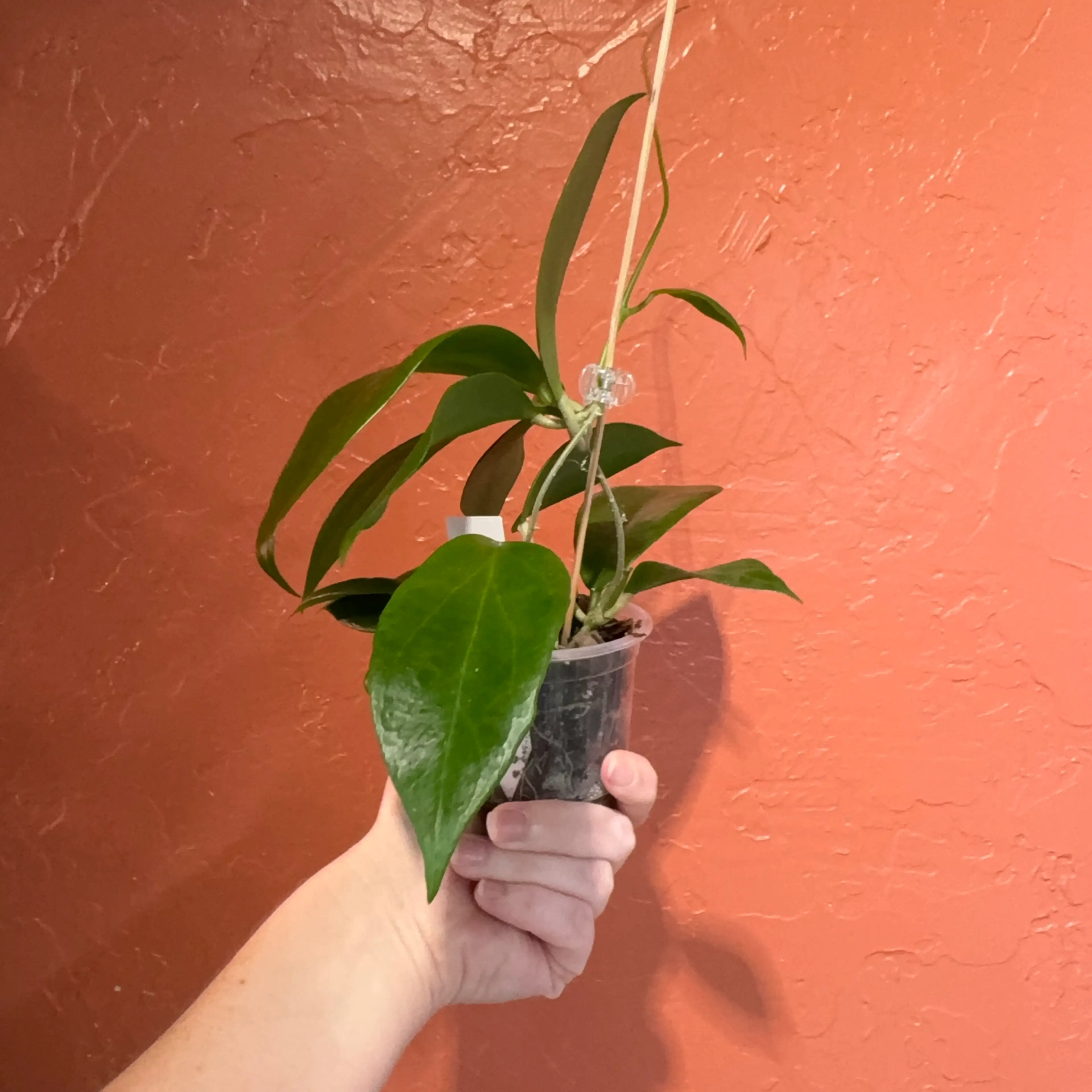 Image 2 of 3