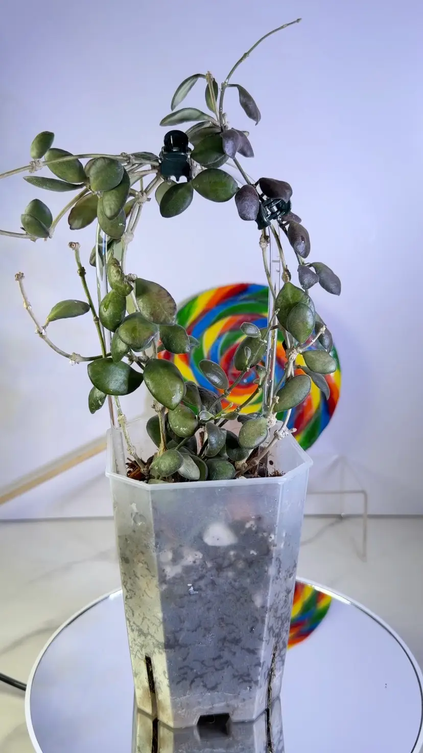 Hoya Bilobata