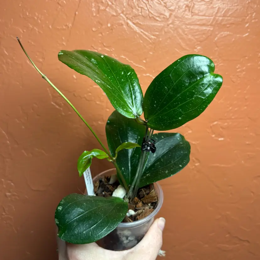 Hoya erythrina (purple)