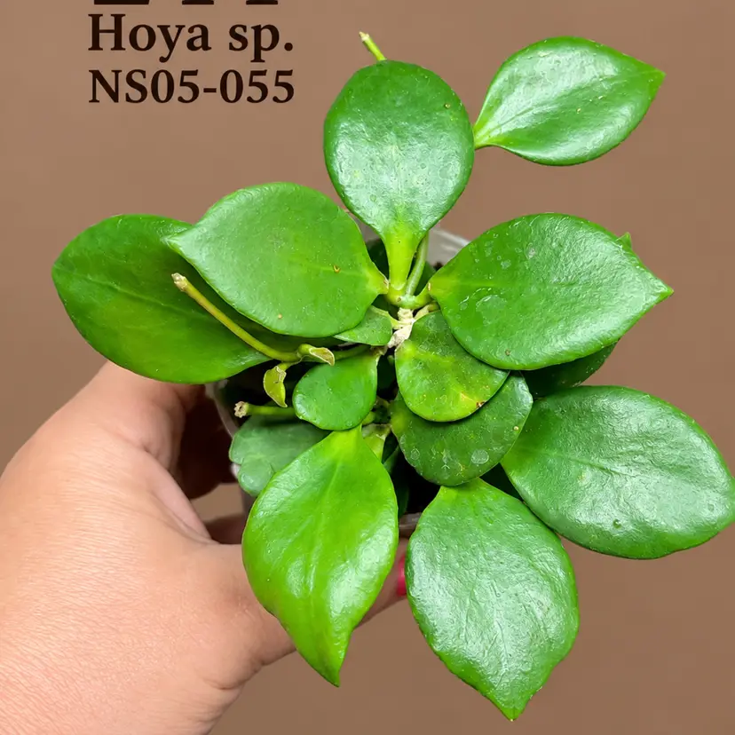 244  Hoya sp. NS05-055
