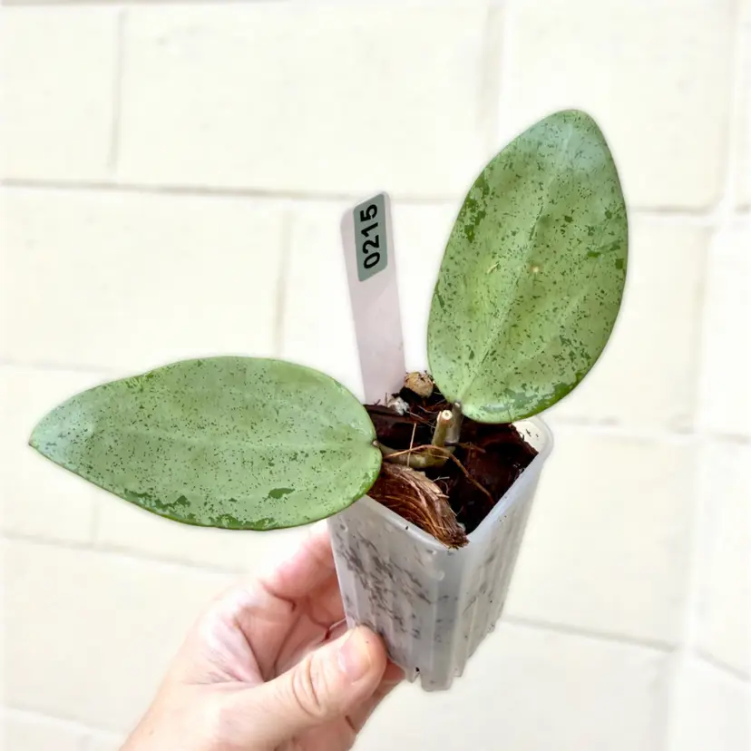 0215 Verticillata silver