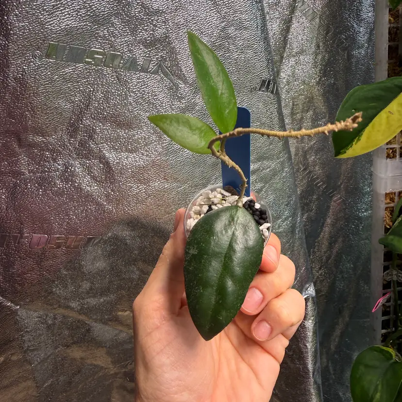 #57 H. caudata (Sumatra)
