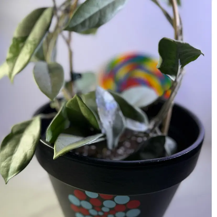 Hoya Wilbur Graves silver