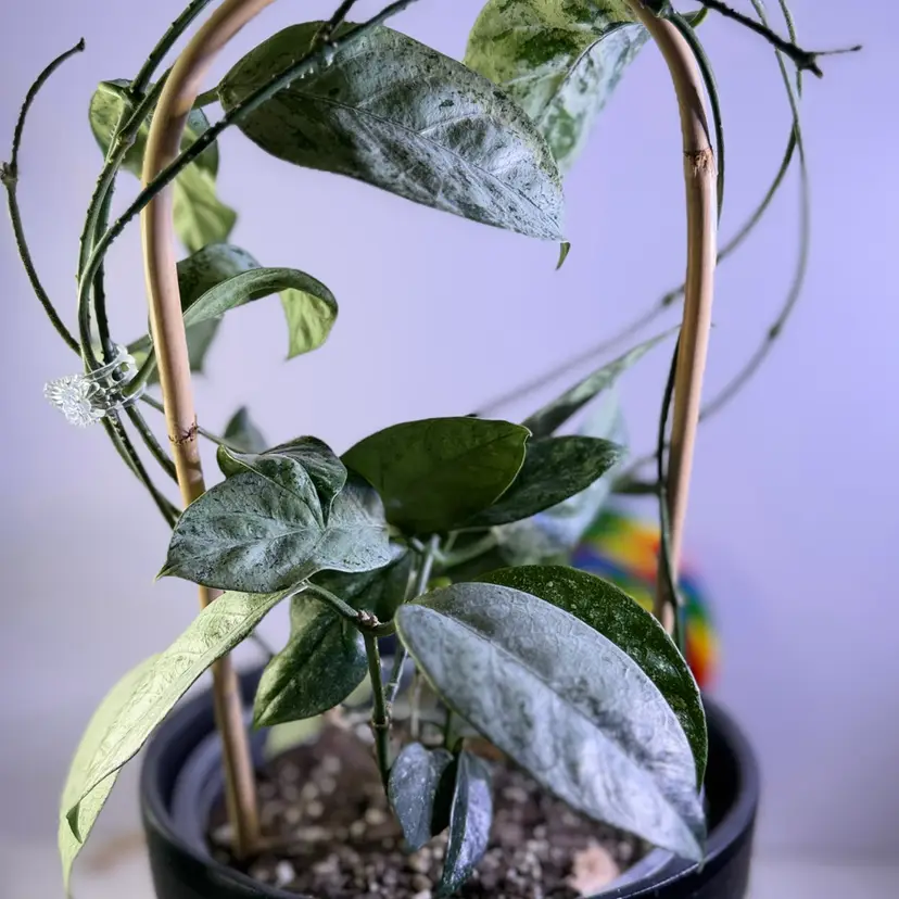 Hoya Coriacea silver
